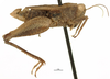 CollectionObject 1577318; e556b37a-de17-4e80-8950-35502d204f8f: male, lateral view (syntype). (CollectionObject).