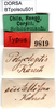 CollectionObject 1500393; c9456699-26d2-4e6a-bd06-3193c8f8fed9, DORSA BTpolscuS01: labels (syntype). (CollectionObject).