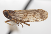 Habitus, lateral view on Cixius coloepeum Fitch, 1856: (Observation).