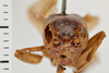 Gryllus (Gryllus) capitatus Saussure, 1874: Head, frontal view. Syntype. Male. Chile. a74008e6-dae5-40a0-88c2-d7b3016acd8f. (Otu).