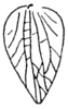 Callimenellus fumidus Walker, 1871: Fig. 158 (same as Fig. 154 in Beier 1954). female tegmen (length 9.8-11.8 mm). (Otu).