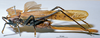 CollectionObject 1506475; MHNG 3225777, b9ca49f8-4cce-4863-a9f8-edfbeeb8cceb: female, lateral view. (CollectionObject).