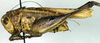 CollectionObject 1502670; a7adf959-8b03-45bb-9e76-9c648fdcc93c: male, lateral view (paratype). (CollectionObject).