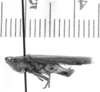 CollectionObject 1524916; 5197e9d5-c115-4f44-8daa-cc51d46eef16: male, lateral view (syntype). (CollectionObject).