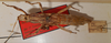 CollectionObject 1568276; 6ef5d7e2-9231-4303-abad-4c238fb3075f: copyright IES, Havana. female (holotype). (CollectionObject).