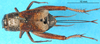 CollectionObject 1500730; 69124651-4ae0-4cc4-97ac-1a639b69e6dc: female, dorsal view (paralectotype). (CollectionObject).