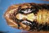 CollectionObject 1578447; 09c2f590-435e-4953-886f-4dc277612e60: male abdomen tip, dorsal view. (CollectionObject).