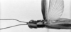 CollectionObject 1535759; a07f44e2-b91c-4ed5-8d33-c1c2050e907f: male, dorsal view (syntype). (CollectionObject).