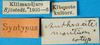 CollectionObject 1502496; d3e0a81f-8bf8-4cc1-be6c-3604ba0322ab: labels (syntype). (CollectionObject).