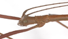 Neomyronides emiri (Hennemann, 1998): copyright F. Hennemann. male: head, lateral view (paratype). (Otu).
