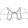 Abdomen, sternal apodemes, ventral view on Diomma (Diomma) ilsae (Jacobi, 1941): Sternal apodemes. (Observation).