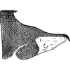 Pygofer, lateral view on Erythria manderstjernii (Kirschbaum, 1868): Pygofer, lateral view. (Observation).