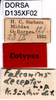 CollectionObject 1505147; 0931c33b-69ce-4fc9-876f-3b0dd3e8a40c, DORSA D0135XF02: labels (syntype). (CollectionObject).