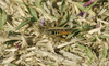 CollectionObject 1588093; e48a65c1-dbe9-40a6-a07a-5540e726fb5f: male. (CollectionObject).