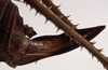 CollectionObject 1534546; f649ad2b-bec5-4fe1-94b6-fc317d6b3723: female ovipositor (holotype of Choeroparnops platythorax). (CollectionObject).