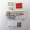 Other on Cyclopoliarus biperforatus (Fennah, 1945): (Observation).