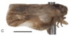 Habitus, lateral view: !! display not done !! on Makaya volontany Świerczewski, Bourgoin & Stroiński, 2021: (Observation).