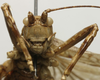 CollectionObject 1535941; 4d5fca26-d11c-49e7-b6d4-5b63416e58bb: mal, frontal view (syntype). (CollectionObject).
