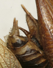 CollectionObject 1521791; be9bb65d-1fe3-4a66-be1a-e7520294fbb0: male cerci (paratype). (CollectionObject).