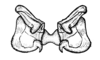 Aucacris bullocki Rehn, 1943: Fig. 30. male, epiphallus, dorsal view. (Otu).