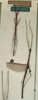 CollectionObject 1559253; NMW 934, c94a849b-255d-4c13-b723-18d908352fd5: copyright NMW, Vienna. male of synonym Diardia brevitarsis (syntypes). (CollectionObject).