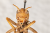 CollectionObject 2602153; 7ab24d3d-ff97-40a9-8fdf-f36ed2372122: male, anterior view. (CollectionObject).