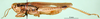 CollectionObject 1500267; 91ca1b7d-e015-49cb-b8a3-8f021a59292d: male, lateral view (syntype). (CollectionObject).