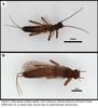 Allocapnia oribata Poulton & Stewart, 1987: Allocapnia oribata. (Otu).