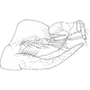 Pygofer, lateral view on Carvaka maculata Fletcher & Semeraro, 2007: Pygofer, lateral view. (Observation).