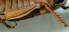 CollectionObject 1498702; 27418171-d4af-49b0-8e1d-eadd345d3a49: female, hind leg. (CollectionObject).