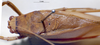 CollectionObject 1504012; daf0988d-3e5a-4d97-8f35-5e5f15102646: male, dorsal view (paratype). (CollectionObject).
