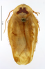 CollectionObject 1587325; MNHN(SF IMPORT DUPLICATE) MNHN-EP-EP1335, 18785ba2-2c7e-453d-b0f0-f5ffed8b1f09: CC BY-NC-ND 4.0/MNHN - Depraetere Marion - 2014. Holotype, male, of fourcarti Grandcolas, 1994. Specimen number: MNHN-EP-EP1335. http://coldb.mnhn.fr/catalognumber/mnhn/ep/ep1335. (CollectionObject).