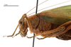 CollectionObject 1538157; 974d3327-bc1a-4e86-8c7f-fccf643c78aa: female head and pronotum, lateral view (holotype). (CollectionObject).