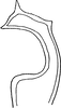 Stylus on Arboridia (Arboridia) agrillacea (Anufriev, 1969): Stylus. (Observation).