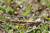 solitarious individual (Argentina, Córdoba, near Cura Brochero, Quebrada de San Lorenzo, October 2014). Depicts Schistocerca cancellata (Serville, 1838), an Otu.