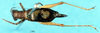 CollectionObject 1502124; c13cdf7c-ffb2-4207-b8e4-7a0acc0084f1: male, dorsal view. (CollectionObject).