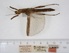 CollectionObject 1560742; e3a9695b-e704-49f9-ae77-9cefc57dddfb: copyright ZMUH, Hamburg. female, dorsal view (holotype). (CollectionObject).