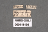 Other: !! display not done !! on Antonae tigrina (Fairmaire, 1846): (Observation).