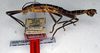 CollectionObject 1561012; NMW 138, 9f1d3549-6804-4892-bdc7-4db7b4429ae2: copyright NMW. male, lateral view (lectotype). (CollectionObject).