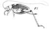 Aphasius ritsemae Saussure, 1878: Pl. 19, Fig. 74(1). female. (Otu).