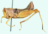 Uvaroviobia luanensis (Uvarov, 1953): female, lateral view. (Otu).