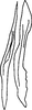 Stylus on Delospilopterus scoliopeus Stiller, 2001: Stylus. (Observation).