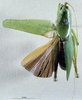 CollectionObject 1528094; 5f65651c-8f3a-44bc-b668-19249740fe77: male, dorsal view (holotype). (CollectionObject).