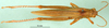 CollectionObject 1500264; d6d1cc3c-afba-4595-8d60-b1a11ac1a992, MfN 7121: male, dorsal view (paralectotype). (CollectionObject).