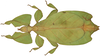 Pulchriphyllium abdulfatahi (Seow-Choen, 2017): copyright Royce Cumming. female, not type, from Cameron Highlands, Tapah Hill (coll RC). (Otu).