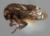 Habitus, lateral view: !! display not done !! on Vanduzea vestita Goding, 1893: (Observation).