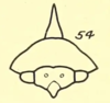 Head: !! display not done !! on Telamona reclivata Fitch, 1851: (Observation).