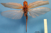 CollectionObject 1538300; 84f5d405-0c44-495e-a8cc-3f136cf53141: female, dorsal view (holotype). (CollectionObject).