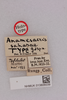 CollectionObject 1518648; 8eaa9b43-f508-44ee-850c-22fd793d24c9, NHMUK013806039: labels (holotype). (CollectionObject).