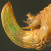 Ducetia borealis Gorochov & Kang, 2002: female abdominal apex, lateral view (paratype). (Otu).